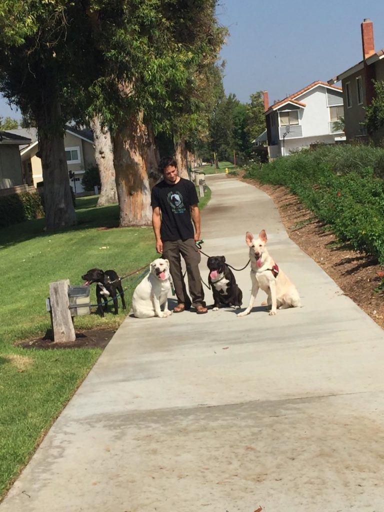  Balanced Alpha Dog Training is designed to treat every behavior problem, including aggression. No matter the breed age or size. We use a combination of positive reinforcement and classic conditioning training methods.  Every dog is different and requires its own custom treatment plan.  Training includes basic obedience cues, house manners, and proper socialization.   